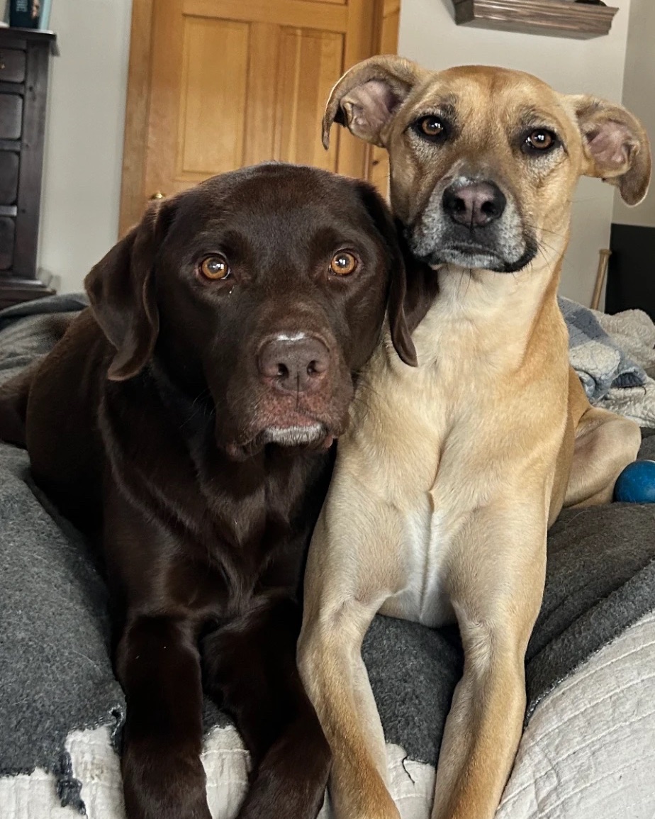 Bear, a chocolate Labrador, and Indy, a tan mixed-breed dog, lying side by side on a bed, both looking at the camera