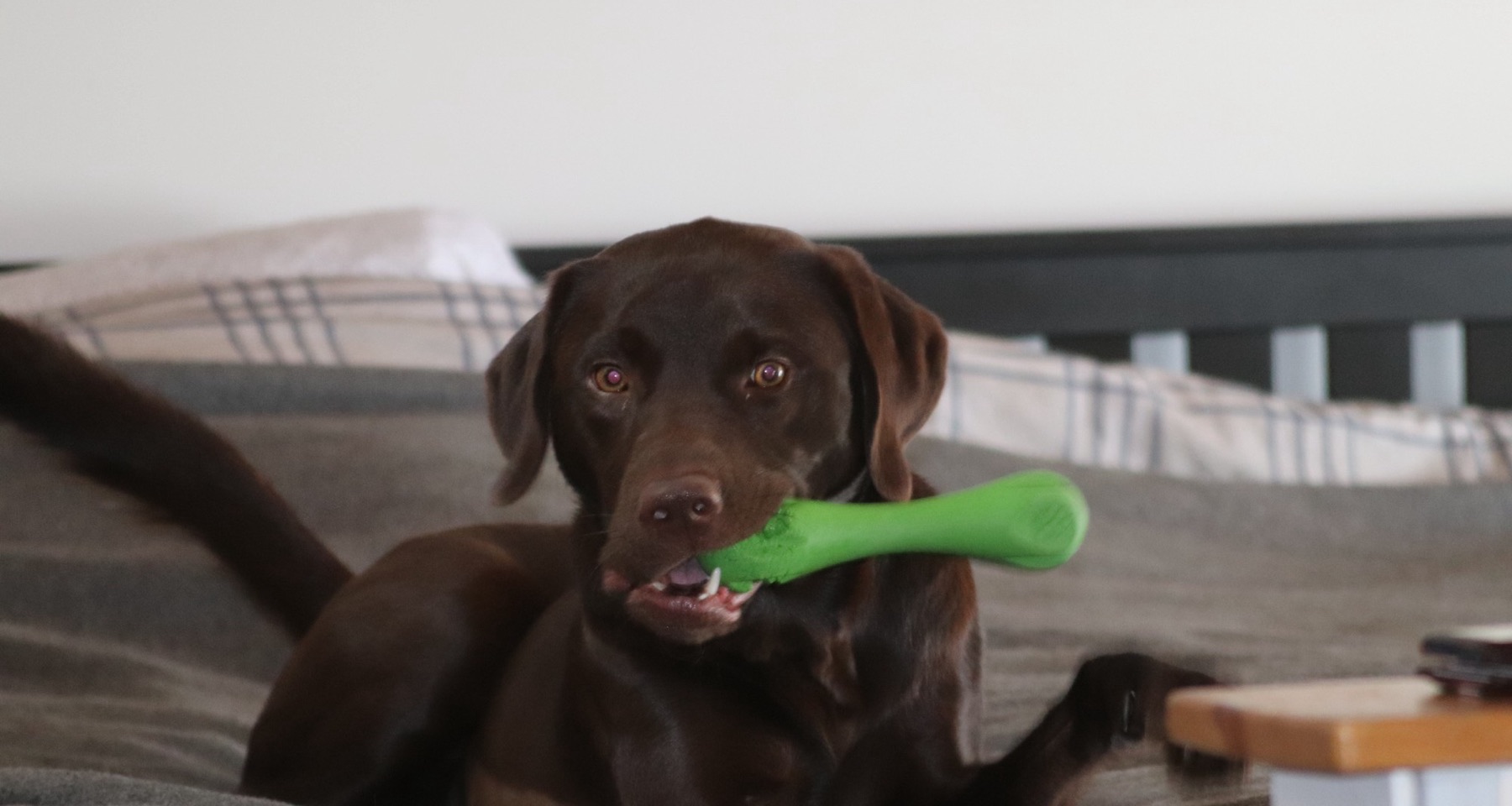 Bear, a chocolate Labrador, on a bed holding a bright green toy bone, looking at the camera