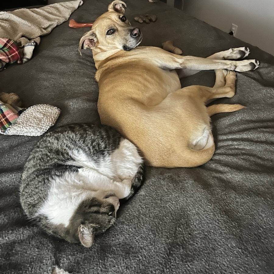Indy, a tan dog, stretched out on a bed with Delilah, a grey and white cat, curled up beside her