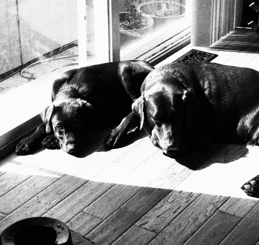 Lulu and Bear, two chocolate Labradors, lying in a patch of sunlight by a glass door, in black and white