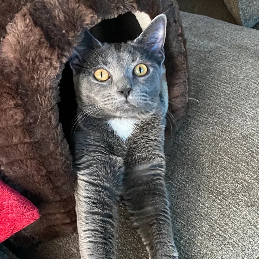 Rizzo, a grey cat with yellow eyes, peeking out of a fuzzy cat cave with her front paws stretched out