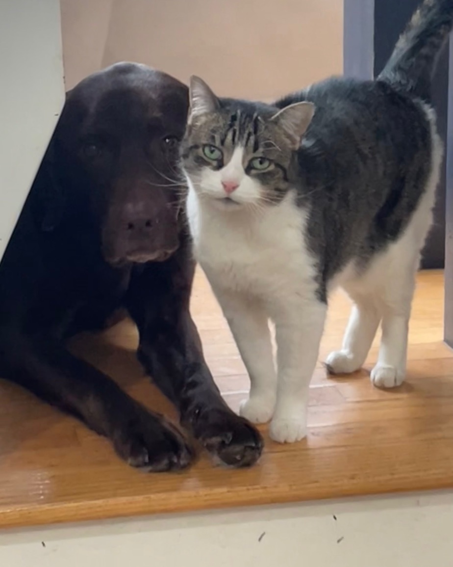 Delilah, a grey and white cat, standing next to a chocolate Labrador at the top of the stairs
