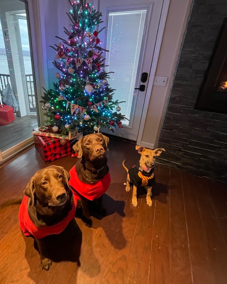 Two chocolate Labradors in red sweaters and Indy as a puppy, sitting in front of a lit holiday tree