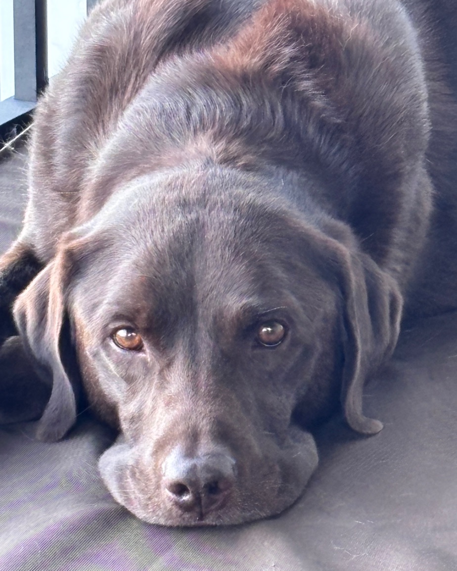 Close-up of a chocolate Labrador resting its chin down and looking up at the camera