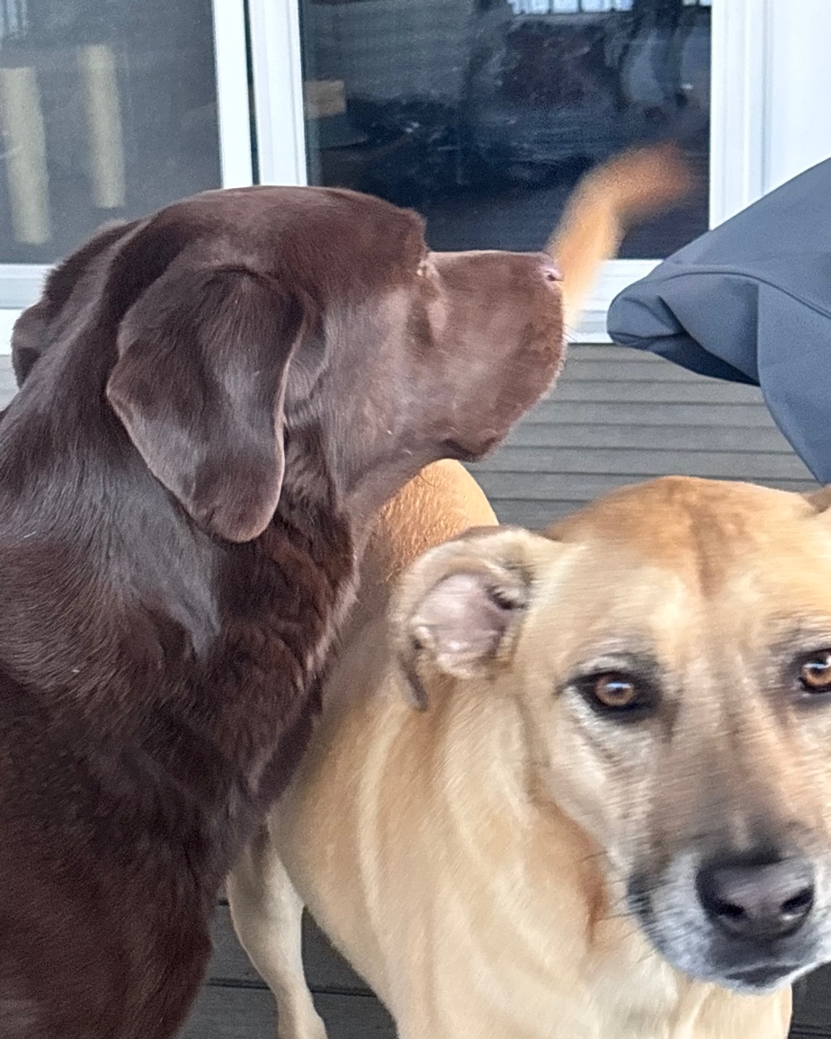 A chocolate Labrador and Indy, a tan dog, side by side, with Indy looking at the camera