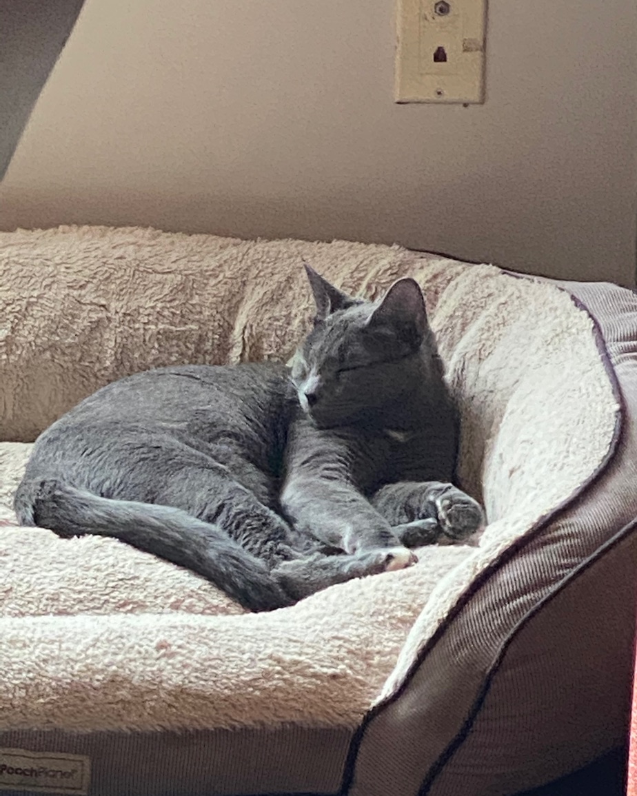 Rizzo, a grey cat, curled up asleep in a fleece dog bed