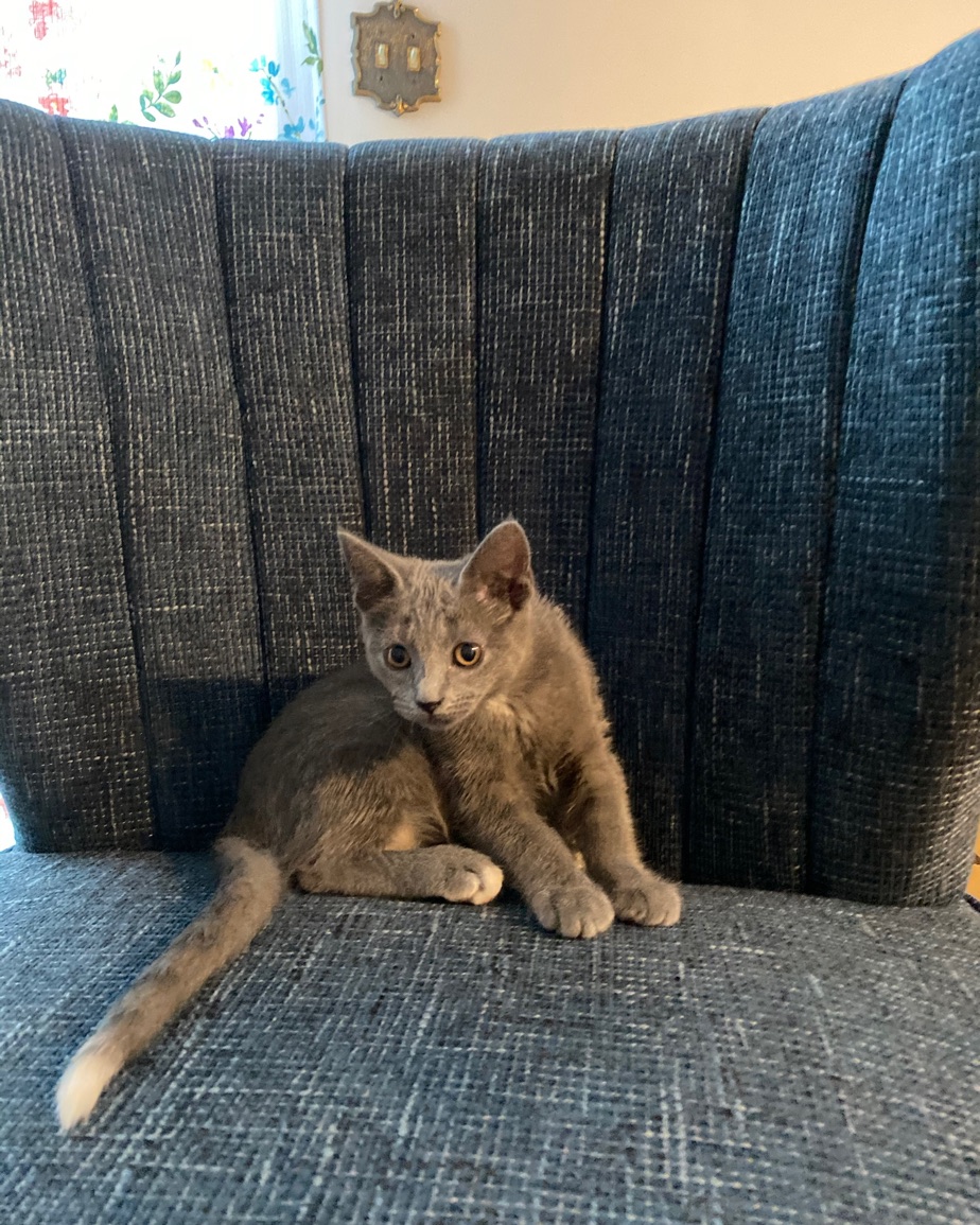 Rizzo as a small grey kitten, sitting on a blue upholstered chair