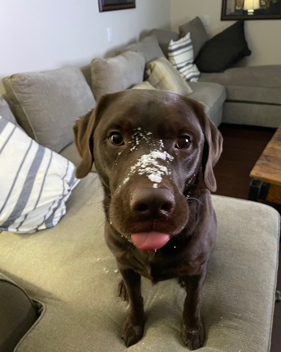 A chocolate Labrador with snow on its nose and its tongue out, standing on a couch