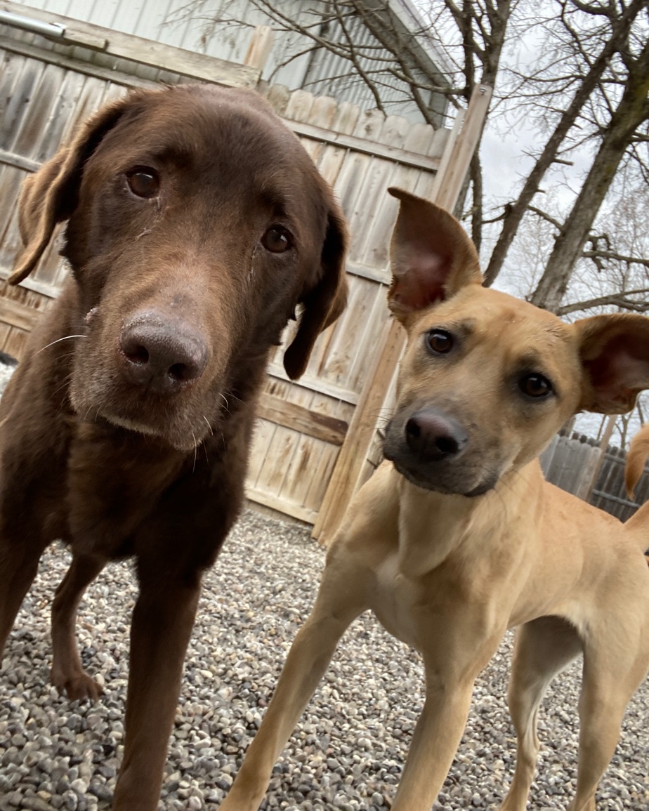 A chocolate Labrador and Indy, a tan dog, leaning in close to the camera outside